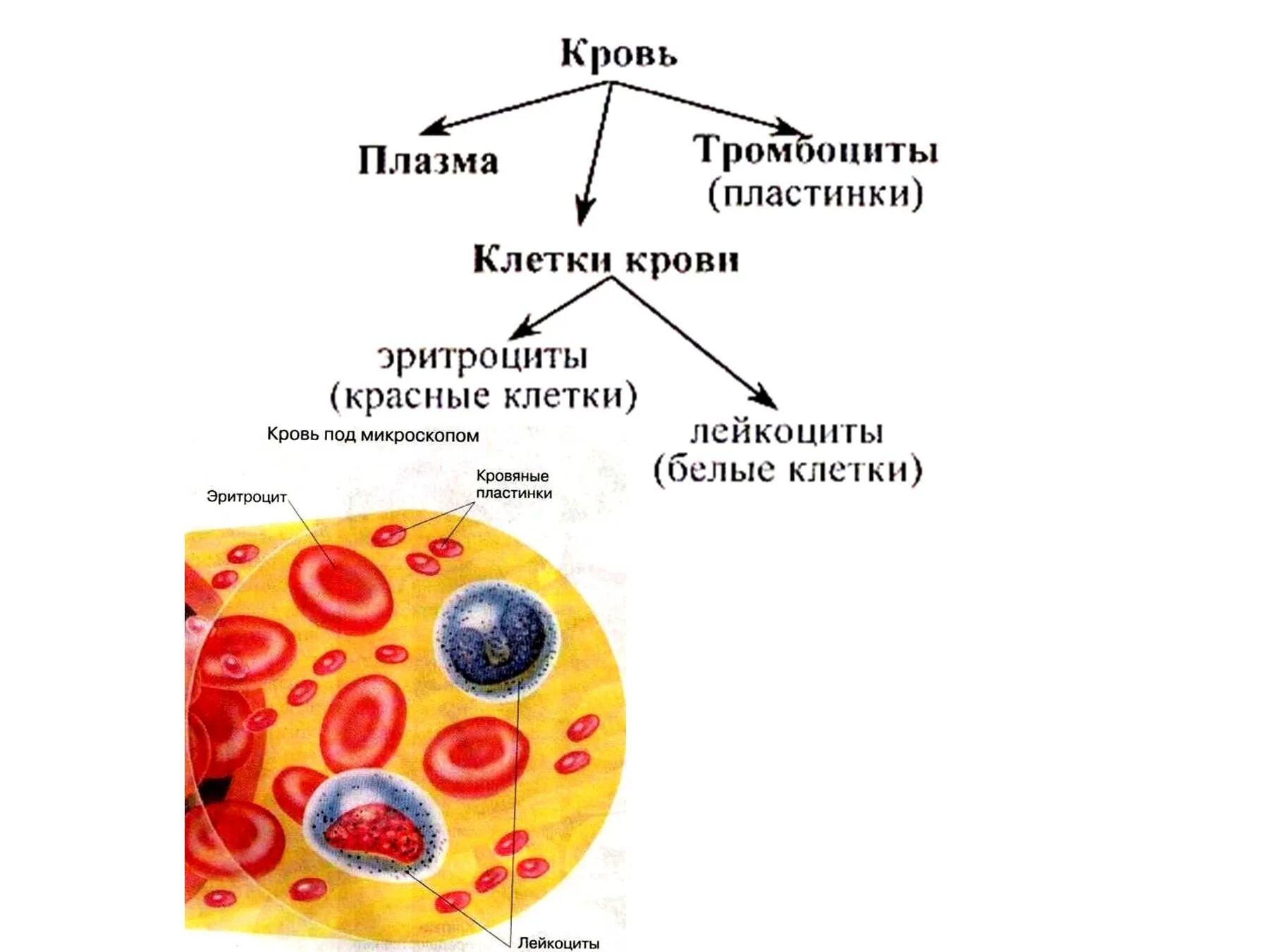 Схема клеток крови. Эритроциты лейкоциты тромбоциты рисунок. Клетки крови эритроциты лейкоциты тромбоциты рисунок. Клетки эритроциты лейкоциты тромбоциты. Строение клетки животных крови.
