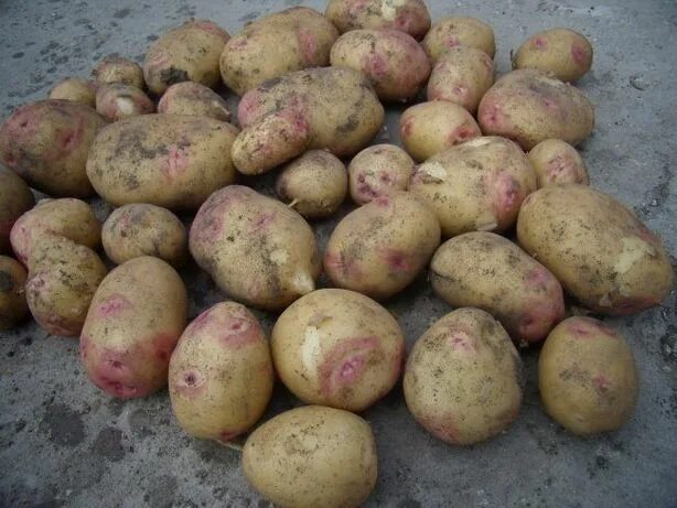 Продам картофель в Глазове