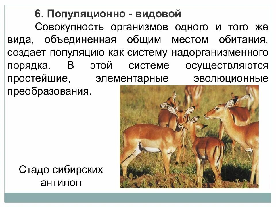 Популяционно видовой уровень жизни. Dbl cjdjregyjcnm jcj,tq? c[jlys[ gj cnhftyb. Совокупность особей которых объединяет. Элементарной единицей популяционно-видового уровня является. Популяция это совокупность особей.