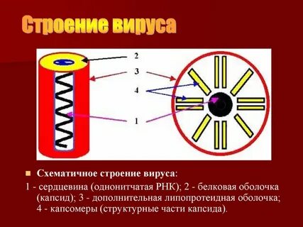 Размеры и строение вируса