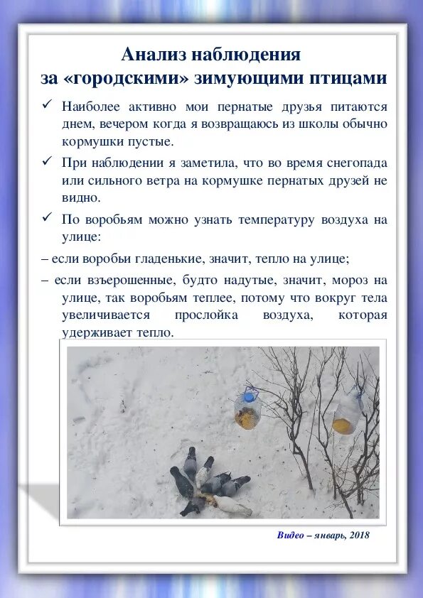 Ведение дневников наблюдений. Наблюдения в природе зимой. Наблюдение за зимующими птицами. План наблюдения за птицами. Наблюдение за птицами зимой.