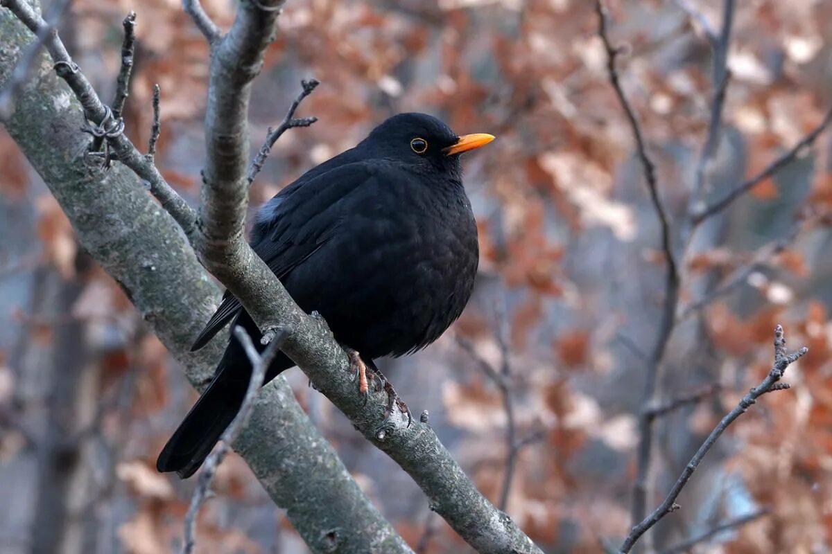 Blackbird bird