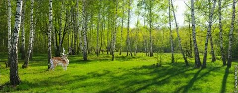 Березовая роща с небом