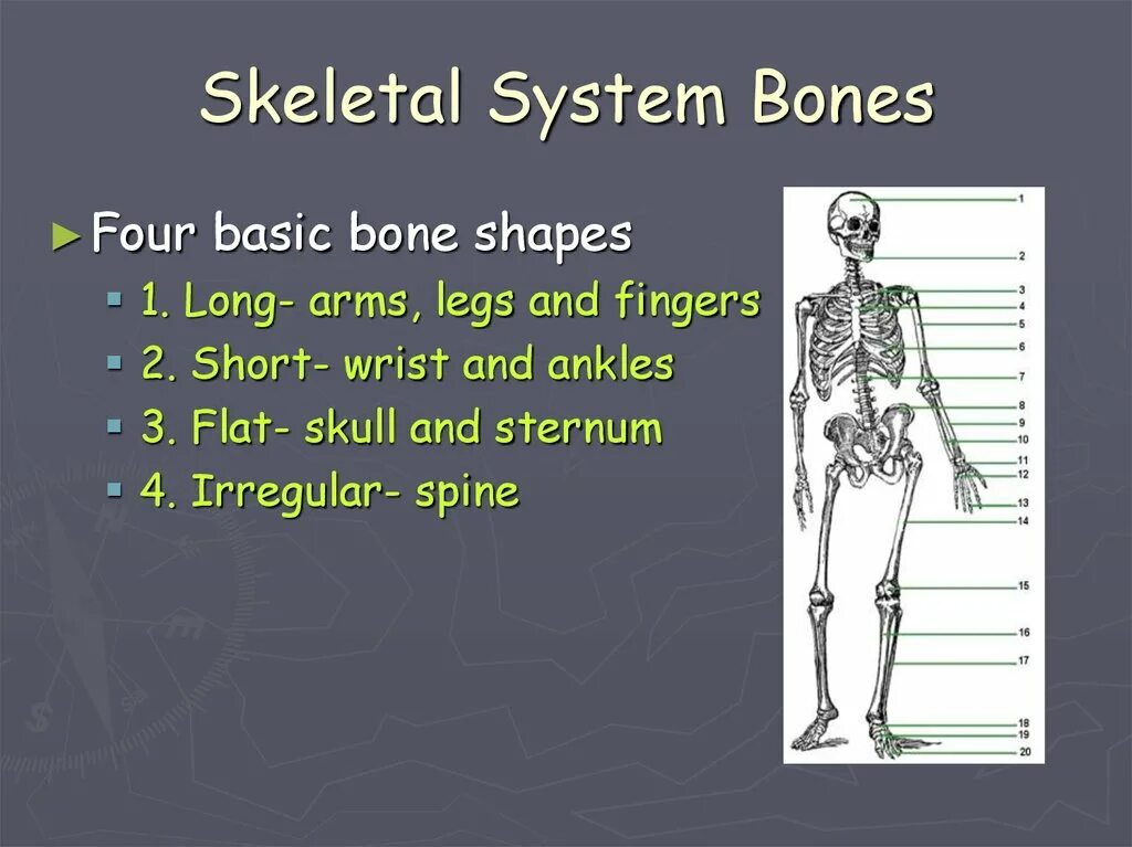 Skeletal System презентация. Skeleton System presentation. Костная система презентация. Bone System имитация.