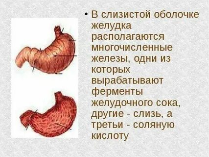 Желудок у каких червей
