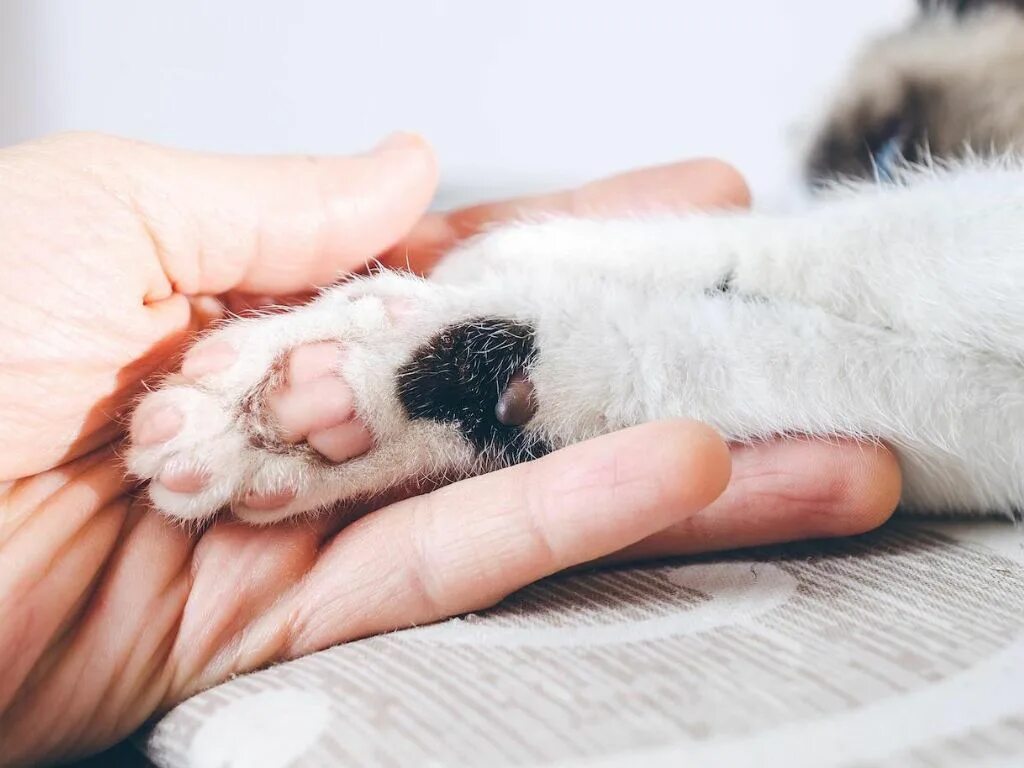 Кошка хромает на переднюю лапу. Лапки кошки. Кошачья лапа. На мягких лапах.