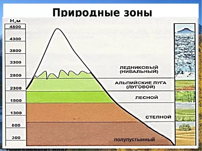 Как сменяются природные зоны. Схема ВЫСОТНОЙ поясности Алтая. Высотная поясность гор Алтая. Высотная поясность зоны Алтай. Алтайские горы Высотная поясность.