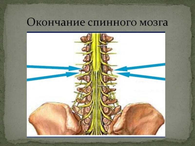 Спинной мозг. Окончание спинного мозга. Где заканчивается спинной мозг. Расположение спинного мозга.