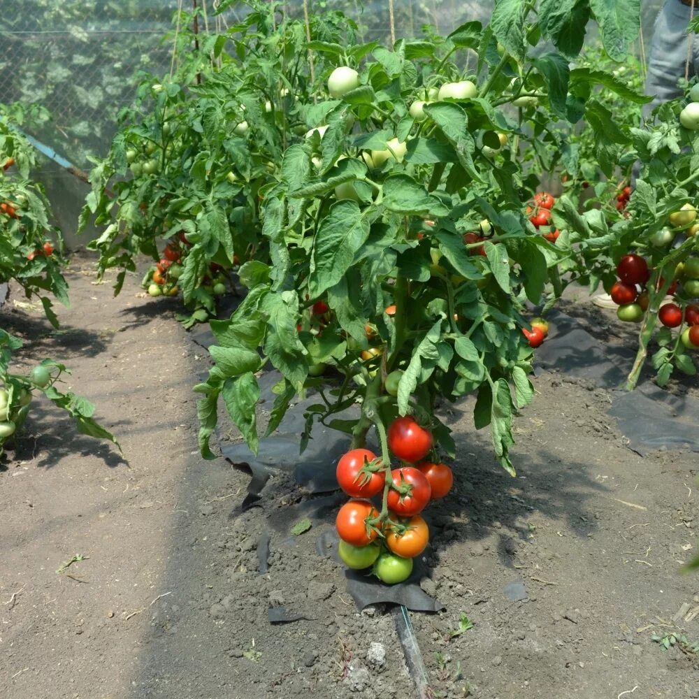 Томат анюта f1 партнер. Семена томат анюта f1. Томат анюта характеристика и описание сорта. Томат анюта f1 партнер. Томат анюта f1 партнер.