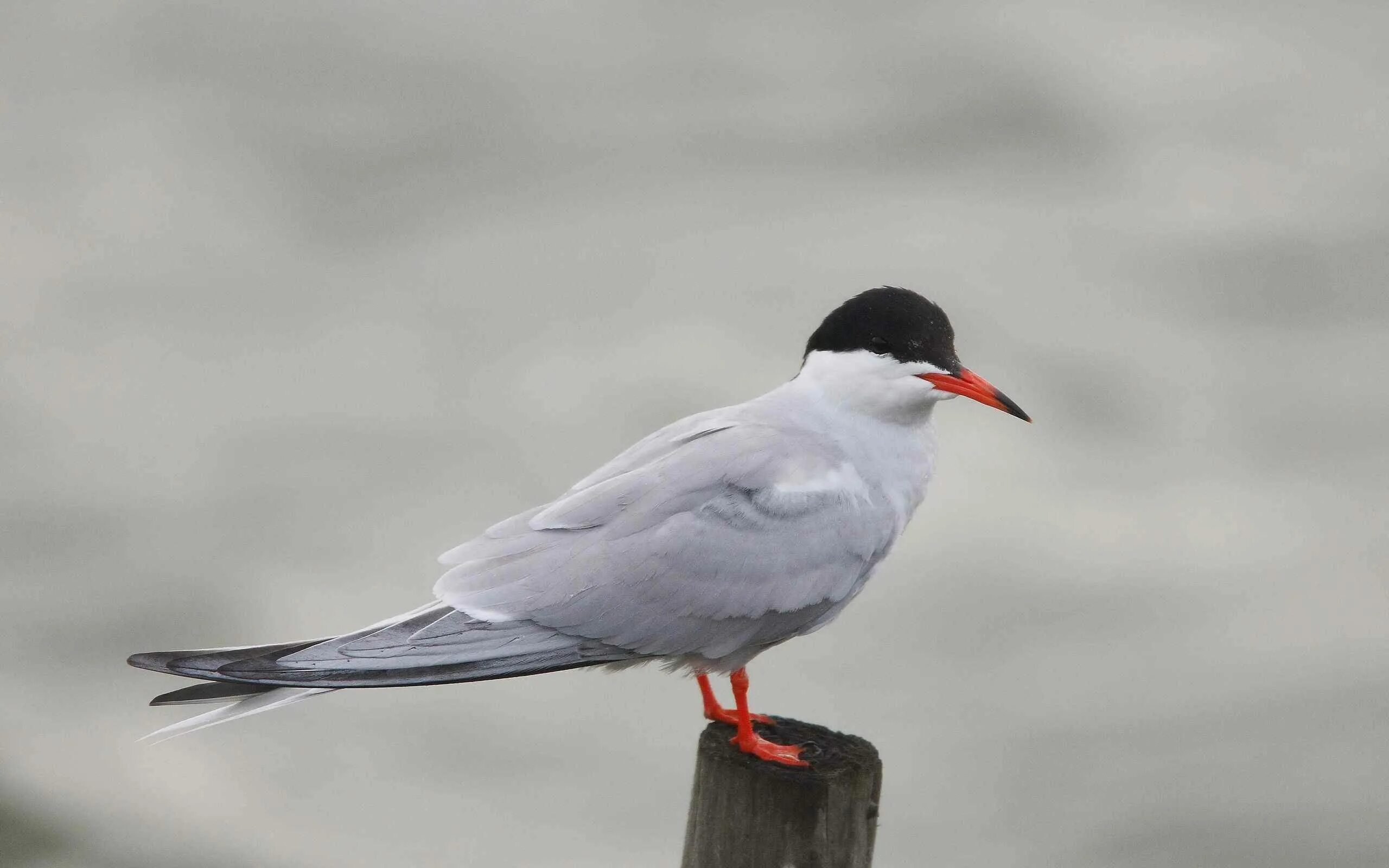Free Images : nature, bird, seabird, wildlife, beak, fauna, puffin, ornithology,