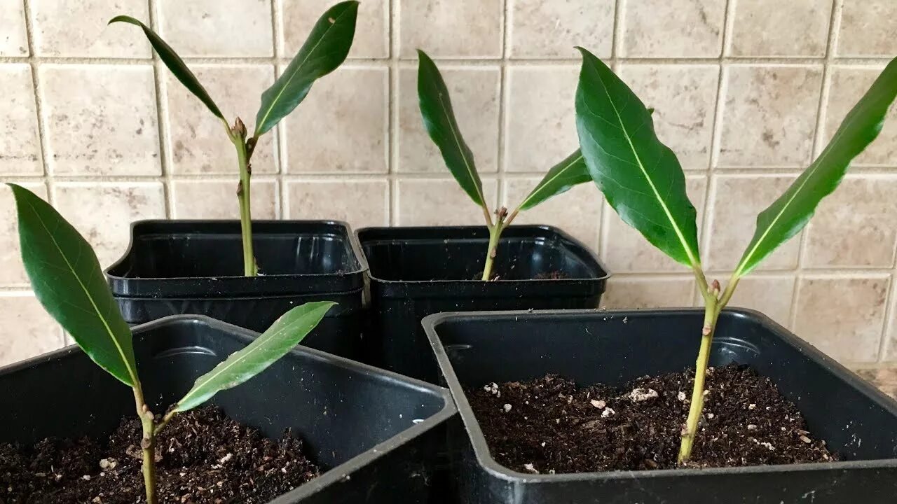 Черенки лавра. Лавровый лист черенками. Лавровый лист черенками. Укоренение черенков лавра. Лавровый лист черенками.