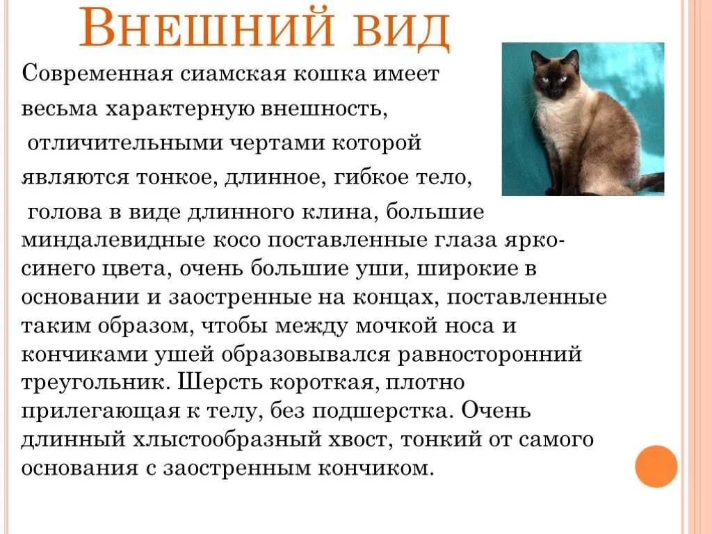 Как описать кошку. Внешний вид кота описание. Описание внешности кота. Сиамская кошка внешний вид. Доклад про сиамскую кошку.