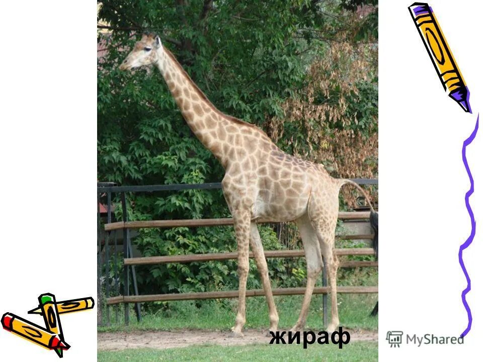 жираф ротшильда ростовский зоопарк. ростовский зоопарк жирафэлизара. жираф в ростовском зоопарке. ростов зоопарк жираф. ростов зоопарк жираф.