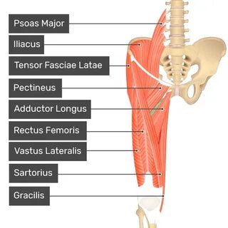 The visible labelled muscles include Psoas Major, Iliacus, Tensor Fasciae L...