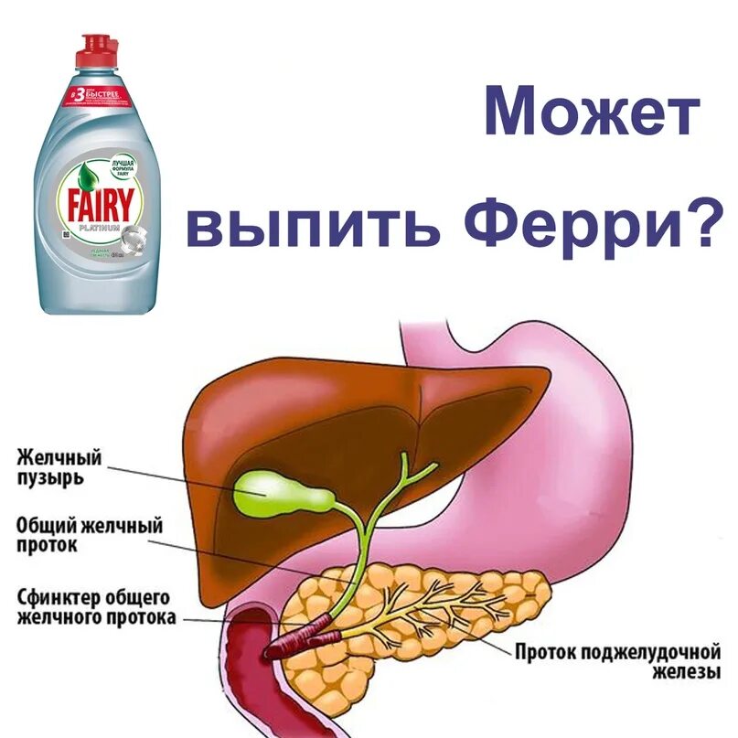 Желчь анатомия. Желчный пузырь функции в организме. Строение желчи.