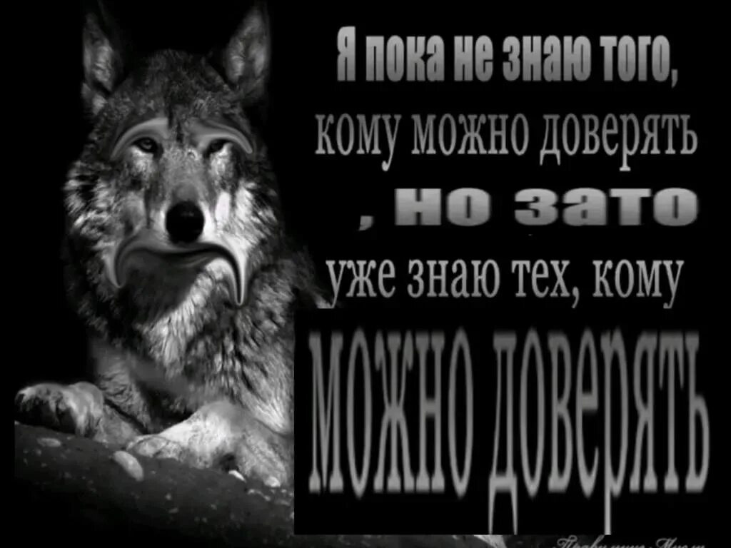 Ненавижу волков. Цитаты волка. Цитаты Волков. Волчьи цитаты. Крутые фразы про волка.