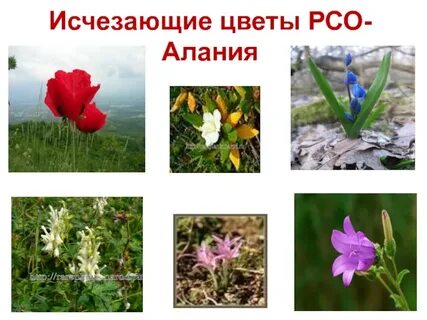 Пропавший цветок