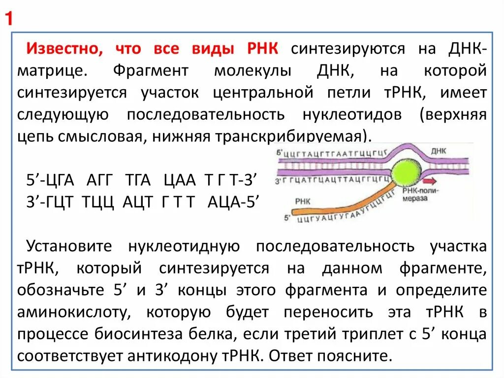 Днк в какое время. Задачи по биологии на Синтез белка. Задачи по биологии на Биосинтез белка. Задачи на Синтез белка с штрих концами. Решение задач ДНК.