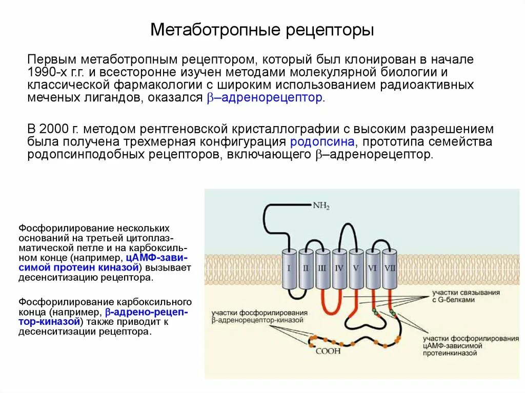 Ионотропные рецепторы строение. Мускариновые рецепторы метаботропные. Метаботропные рецепторы строение. Метаботропные рецепторы АТФ связаны с.