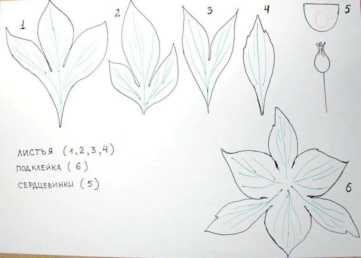 Форма листьев лилии. Чашелистик пиона шаблон. Чашелистик пиона из фоамирана. Шаблон листов пиона и чашелистиков. Выкройка цветка пиона из изолона.