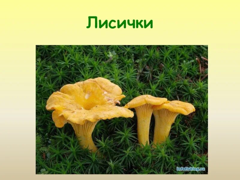 Сообщение о лисичках