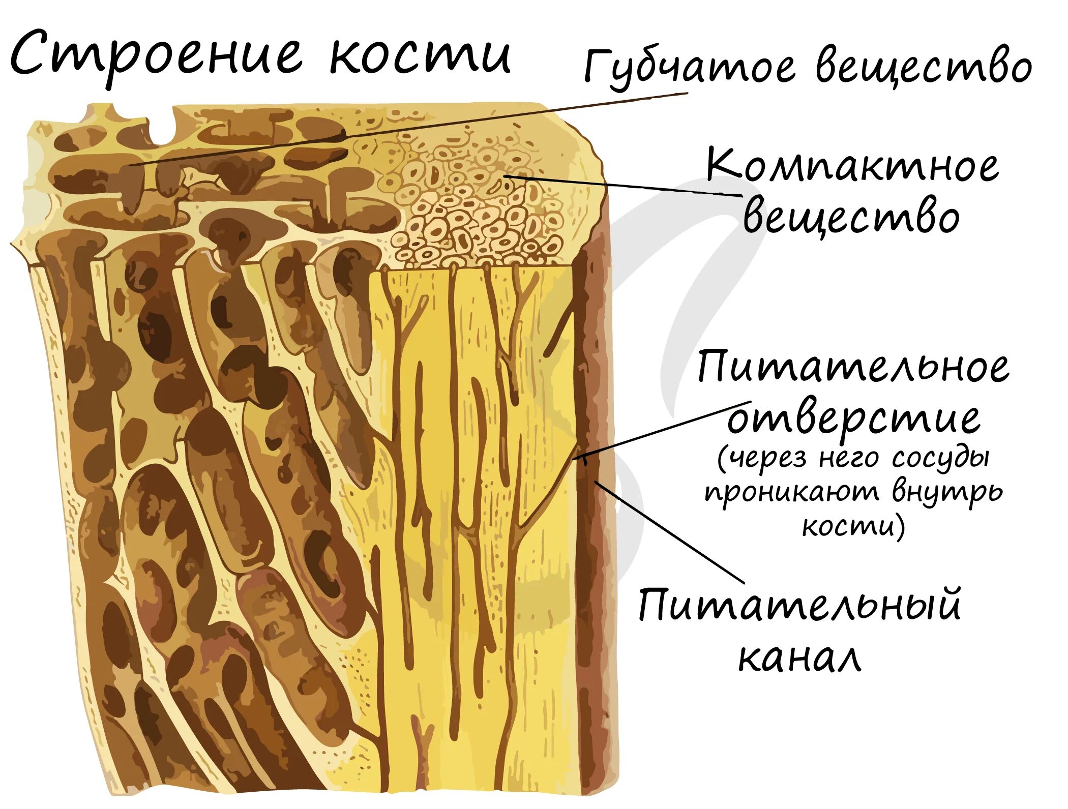 Губчатое и компактное вещество костной ткани. Строение губчатой ткани кости. Костная ткань компактное вещество губчатое вещество. Губчатая и компактная костная ткань.