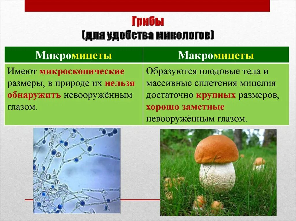 Питательные вещества содержащиеся в грибах. Грибы микромицеты. Микроскопические грибы. Макромицеты и микромицеты. Царство грибы низшие грибы высшие грибы.