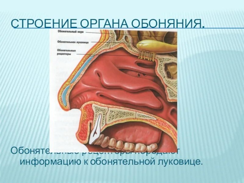 Виды обонятельной информации. Обонятельный анализатор 8 класс биология. Анализатор обоняние анализатор строение. Обонятельный анализатор Рецептор нерв. Орган обоняния анатомия анализатор.