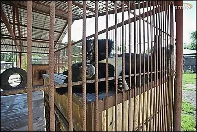 Зоопарк харьков 2021. Зоопарк 2020. Зоопарк 2020. Секретный зоопарк secret zoo, 2020. Московский зоопарк москва.