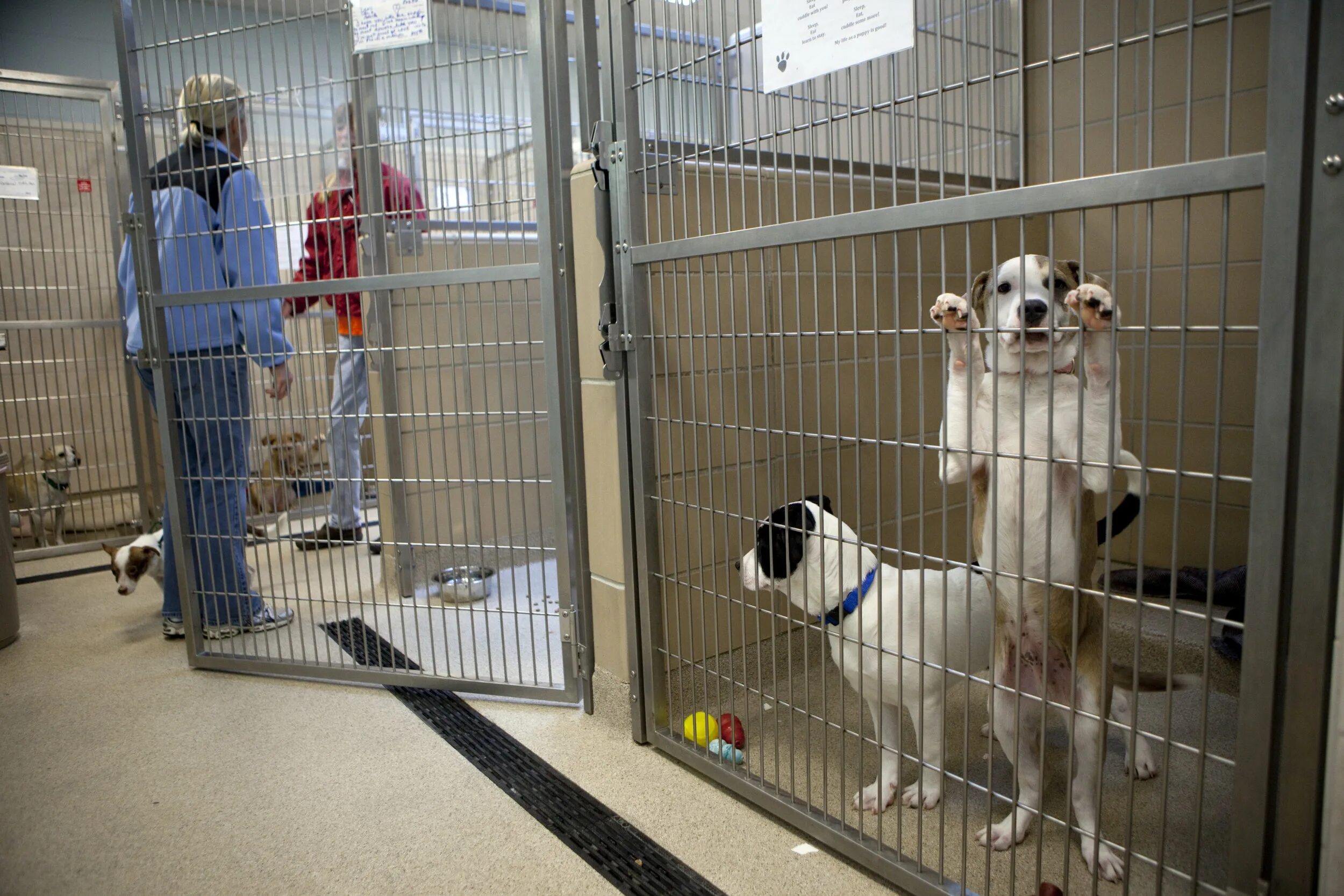 Animal shelter dogs. Animal shelter. shelter for animals. shelter dogs and animals.