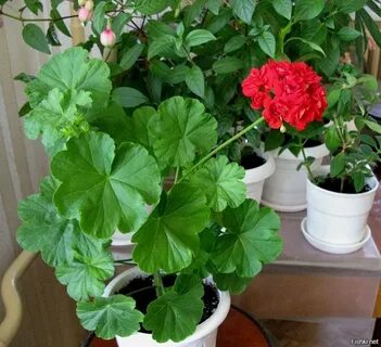 После покупки герани