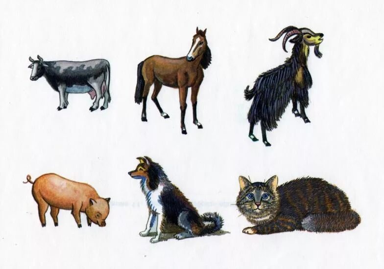 Обобщенный рисунок. Иншакова обобщающие понятия. Дикие и домашние животные. Обобщающие понятия домашние животные. Обобщающие понятия Дикие животные.