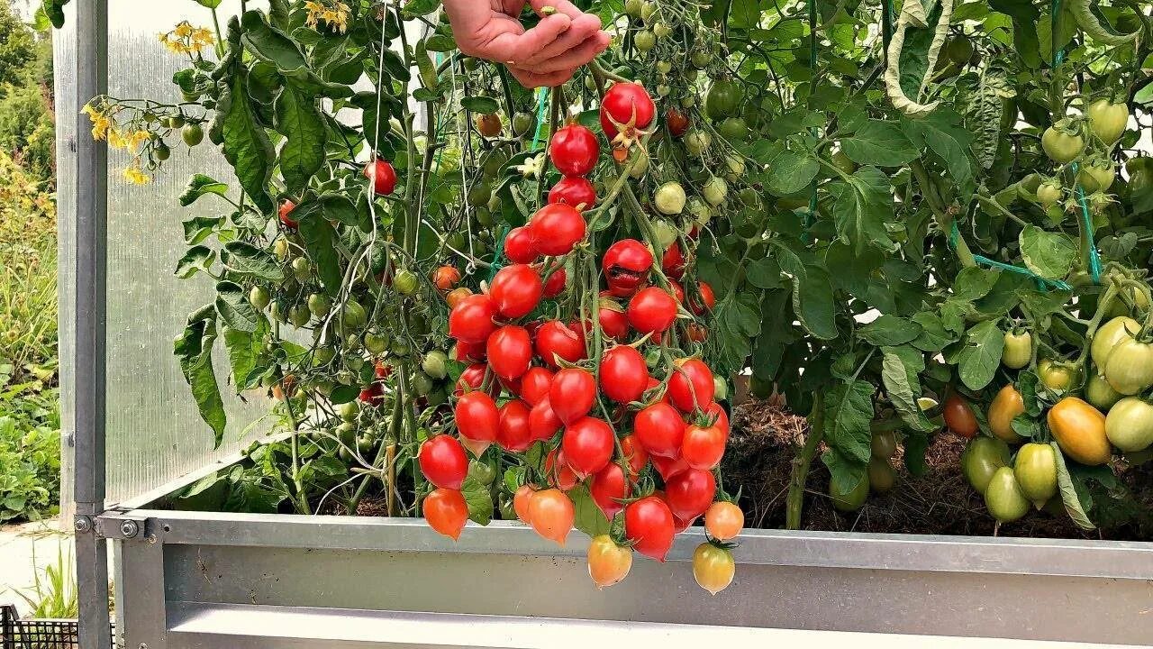 Томат поцелуй герани Geranium Kiss. Томат черри карлик. Сорт томата поцелуй герани. Семена томат Гераниум Кисс. Томат поцелуй герани фото и описание