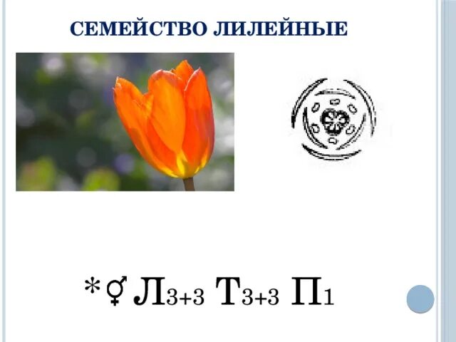 Формула цветка семейства Лилейные 6 класс. Семейство Лилейные тюльпан формула. Формула цветка лилейных растений. Формула цветка семейства Лилейные 7 класс биология.