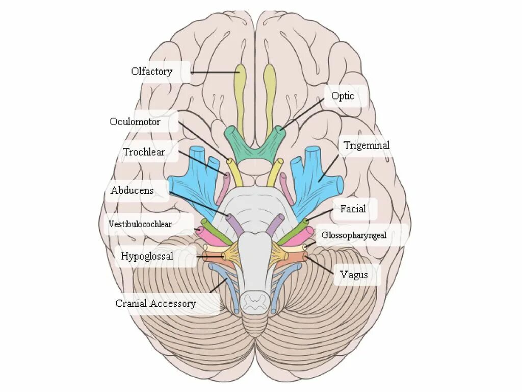 Названия черепных нервов. Черепно-мозговые нервы 12. Головной мозг 12 пар черепно мозговых нервов. Выход 12 пар черепных нервов из мозга. Ядра 12 пар черепно мозговых нервов.