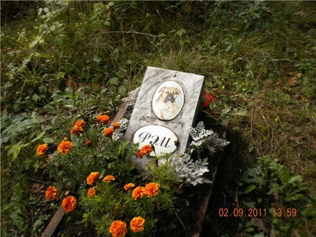 санкт петербург ул электропультовцев 9 кладбище животных. гусь-хрустальный кладбище домашних животных. кладбище домашних животных в москве. городское кладбище животных отзывы. городское кладбище животных отзывы.