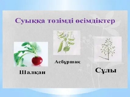 Porn Flash жауап бермейді