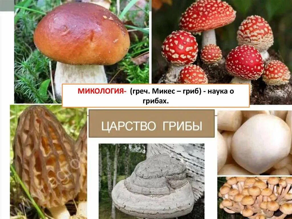 Микология. Наука о грибах. Микология грибов. Микология это наука.