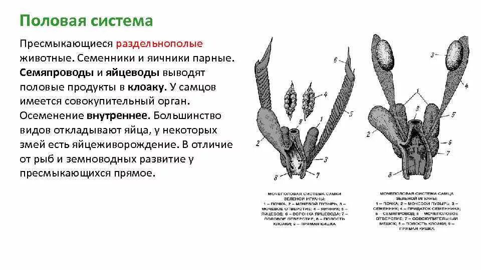 Охарактеризуйте особенности строения органов размножения птиц. Половая система самцов рептилий. Половая система самок пресмыкающихся. Строение выделительной системы рептилий. Строение половой системы пресмыкающихся схема.