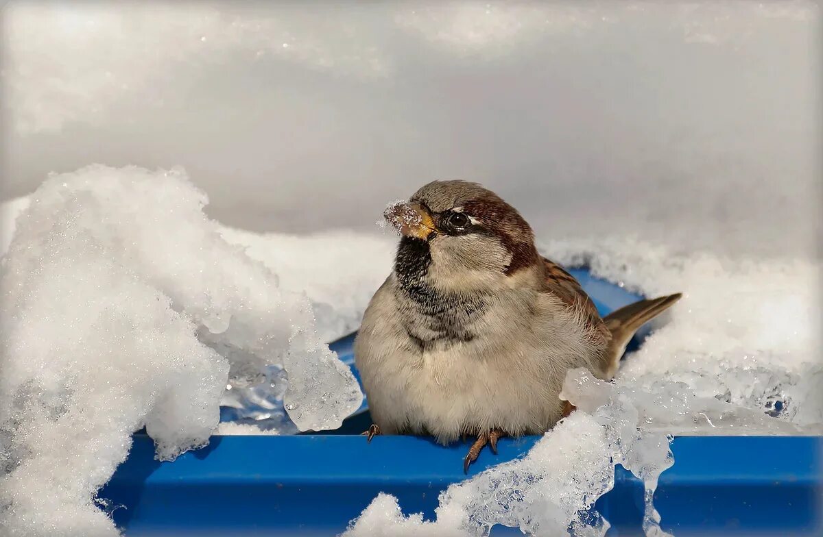 Cold bird. Замерзшие птицы. Замерзший Воробей. Птица на холоде. Птицам голодно зимой.