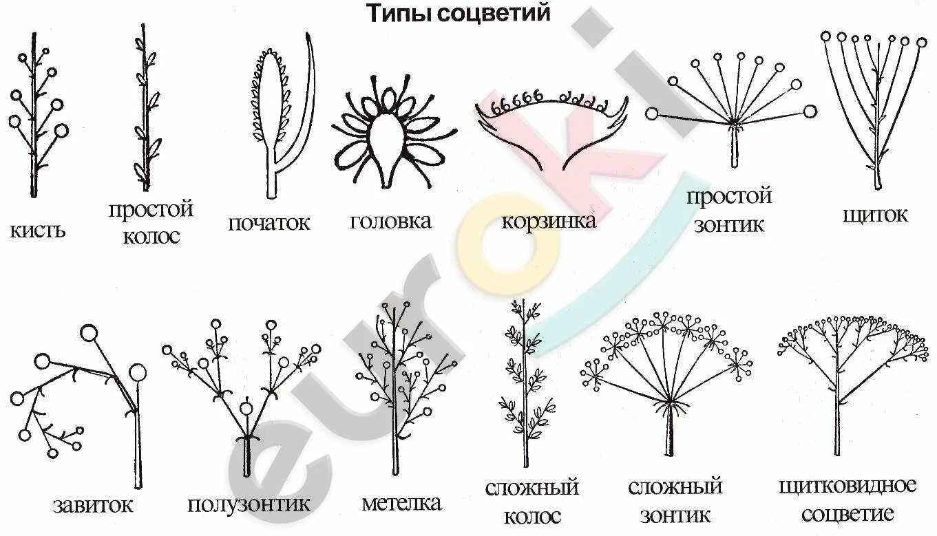 Соцветия у капусты, черемухи и ландыша. Яблоня домашняя формула цветка. Какой тип соцветия у груши. Систематика яблони домашней. Яблоня соцветие щиток.