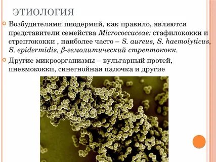 Стафилококки являются