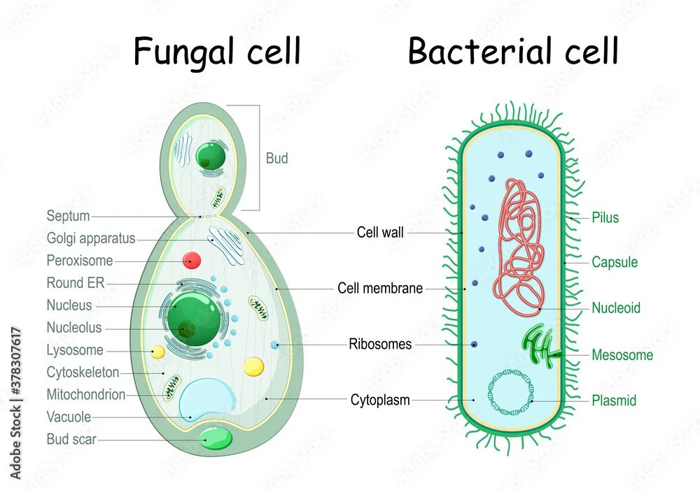 Cell java. Fungal cell. fungal cell structure. fungi cell structure. bacteria cell.
