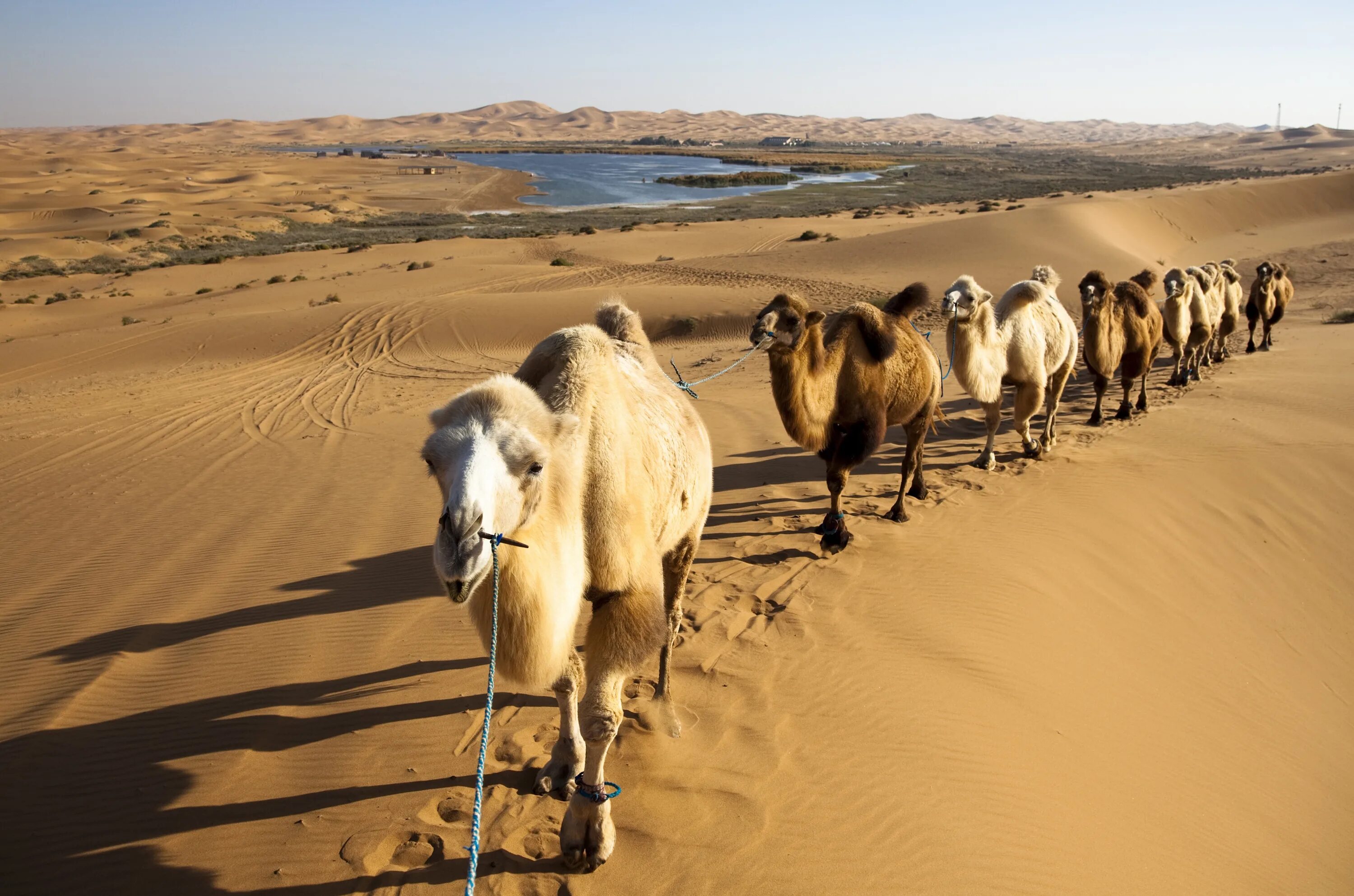 Верблюд Караван пустыни. Караван с верблюдами в пустыне. Караван верблюдов в пустыне. Верблюд в пустыне фото Караван. Большой караван