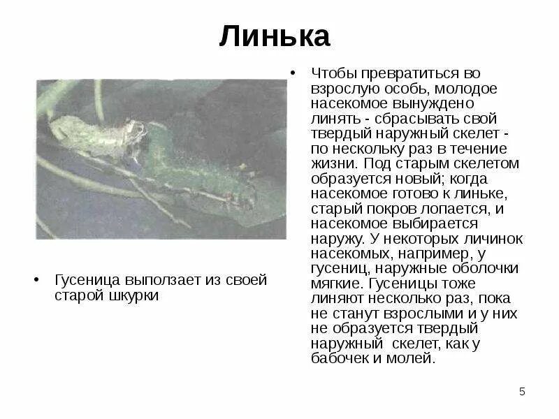 Линька у насекомых. Насекомые сбрасывающие кожу. линька насекомых. линька личинок насекомых. почему линяют насекомые..