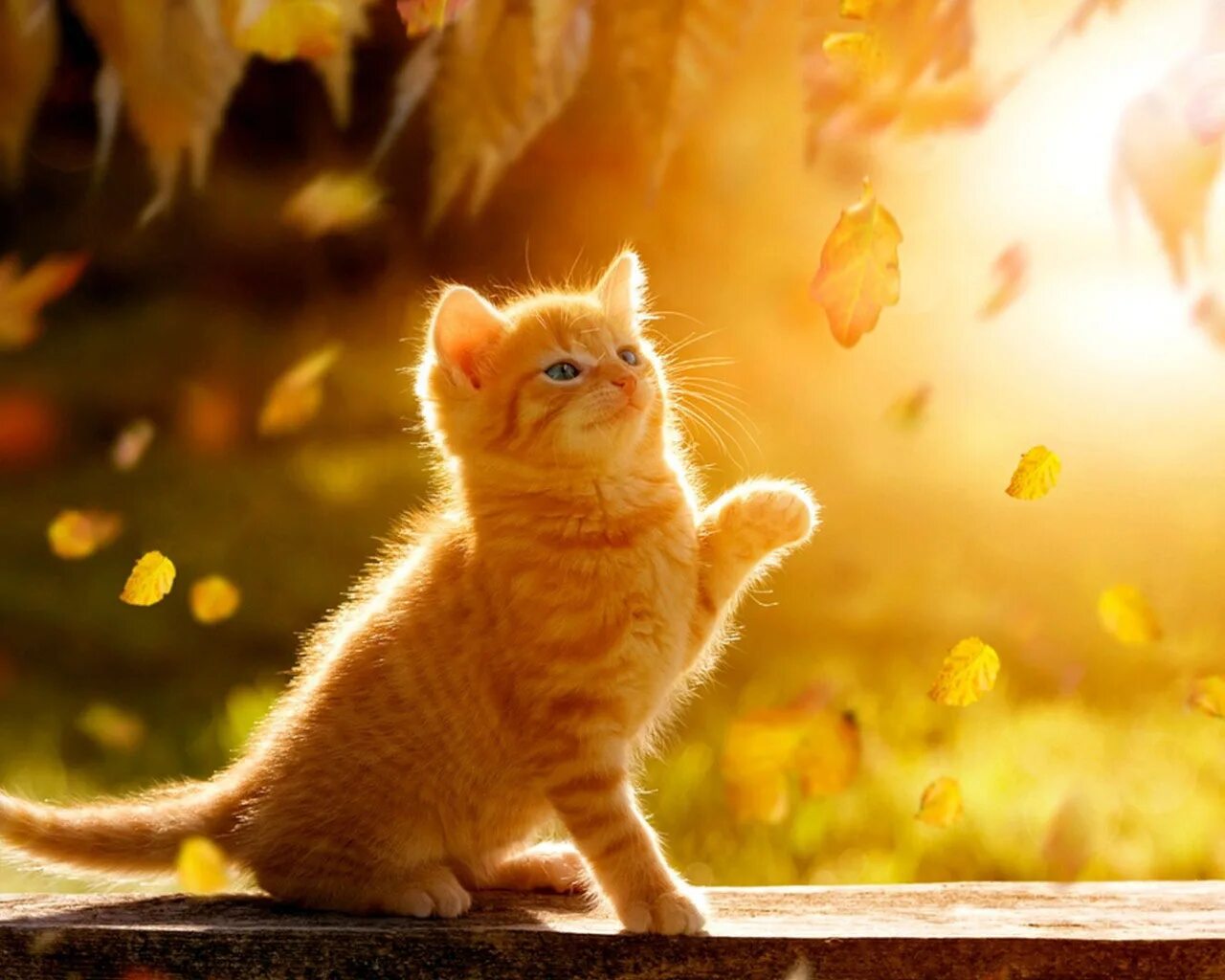 радужные котики. радужный кот. радужные котята. рыжий кот радужные друзья. радужная киса.