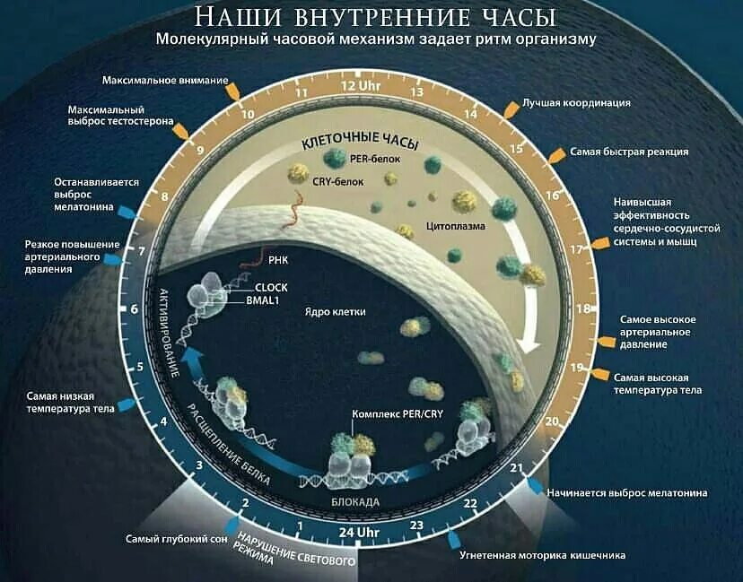 В какое время суток происходит процесс