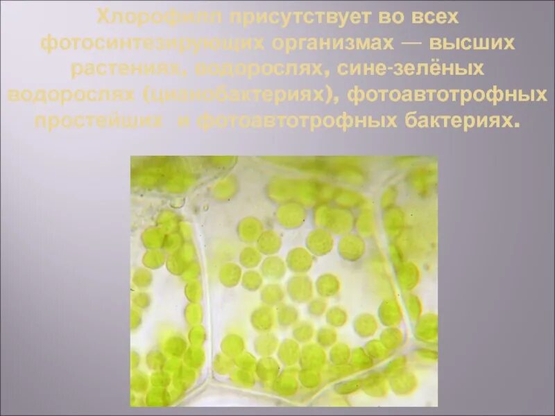 Хлорофиллы цианобактерий. Цианобактерия хлорофилл. Хлорофилл у цианобактерий. Цианобактерии миксотрофы. Хлорофилл в водорослях.