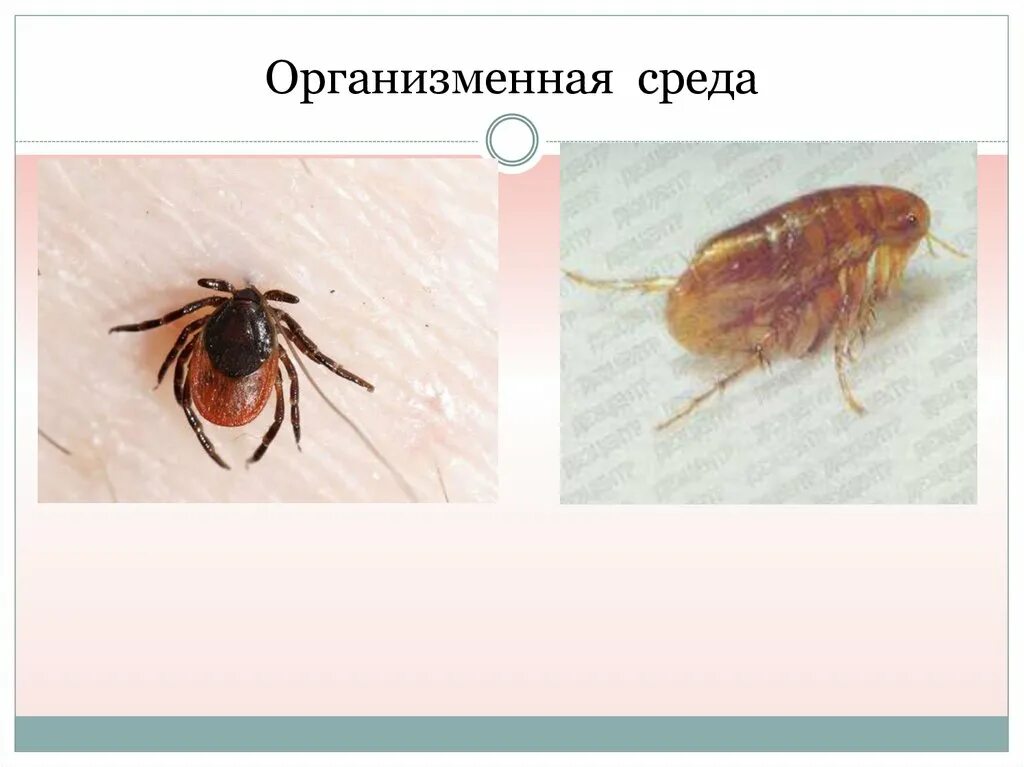 Организменная среда обитания. Организменная среда. Организменная среда 9 класс. Воздушно организменная среда картинки.