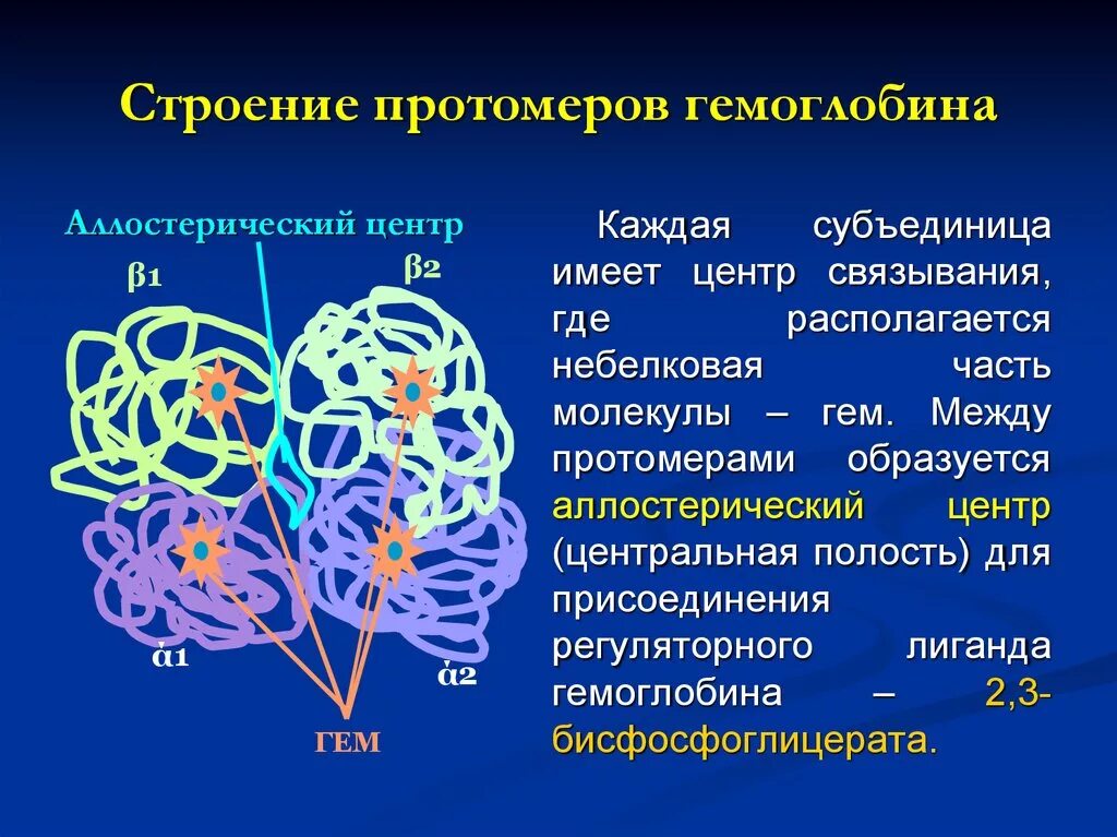 Гемоглобин структура четвертичная структура белка. Кооперативное взаимодействие протомеров гемоглобина. Четвертичная структура белка протомеры. Строение одного протомера гемоглобина.